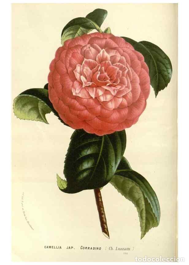 Collezionismo di Riviste e Giornali: Reproducci&oacute;n/Reproduction 49588027122: Flore des serres et des jardins de l'Europe. A Gand :chez Lou