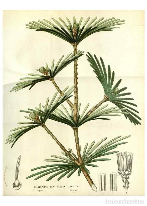 Collezionismo di Riviste e Giornali: Reproducci&oacute;n/Reproduction 49587199308: Flore des serres et des jardins de l'Europe. A Gand :chez Lou