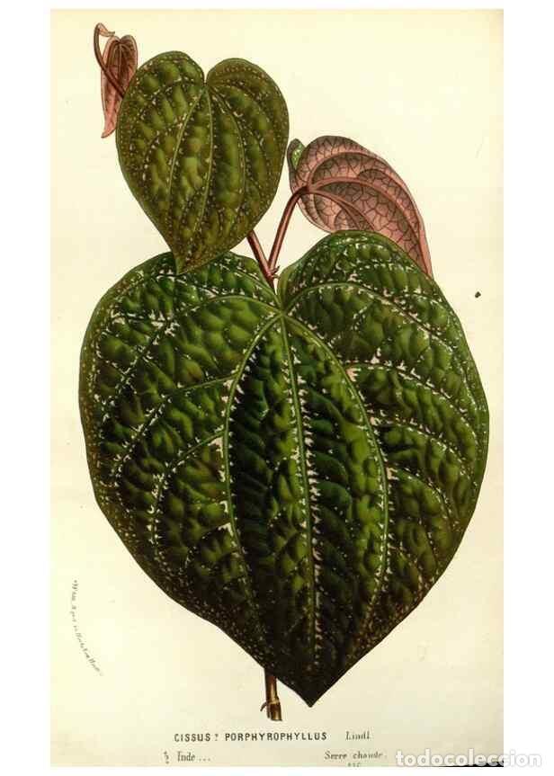 Collezionismo di Riviste e Giornali: Reproducci&oacute;n/Reproduction 49587695796: Flore des serres et des jardins de l'Europe. A Gand :chez Lou