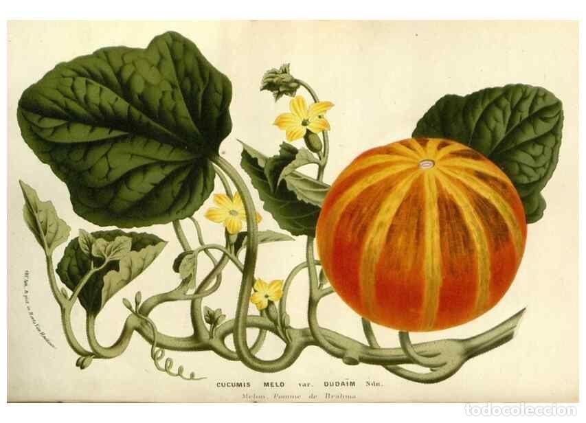 Collezionismo di Riviste e Giornali: Reproducci&oacute;n/Reproduction 49587693611: Flore des serres et des jardins de l'Europe. A Gand :chez Lou