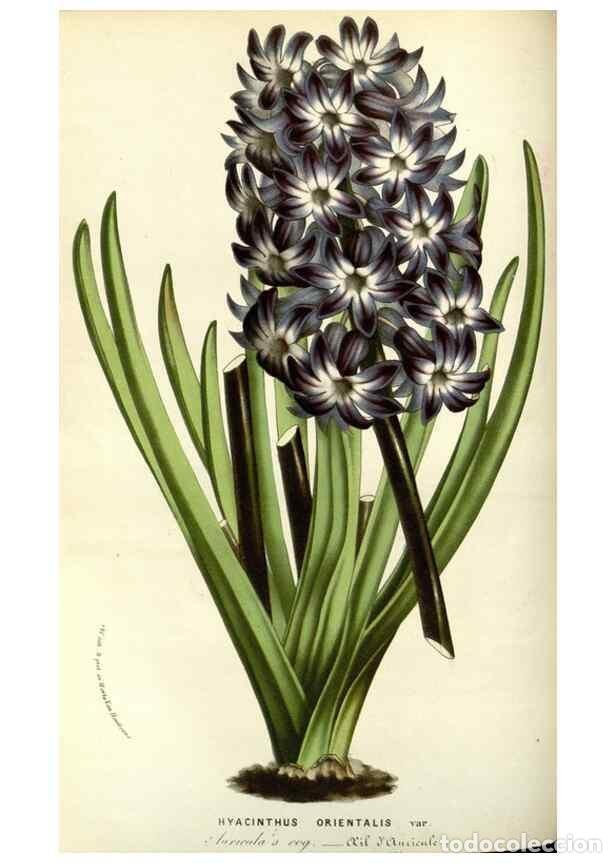 Collezionismo di Riviste e Giornali: Reproducci&oacute;n/Reproduction 49587691376: Flore des serres et des jardins de l'Europe. A Gand :chez Lou