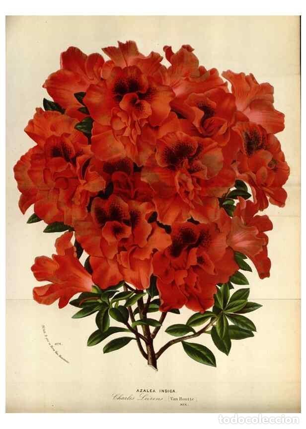 Collection Magazines and Newspapers: Reproducci&oacute;n/Reproduction 49588043706: Flore des serres et des jardins de l'Europe. A Gand :chez Lou