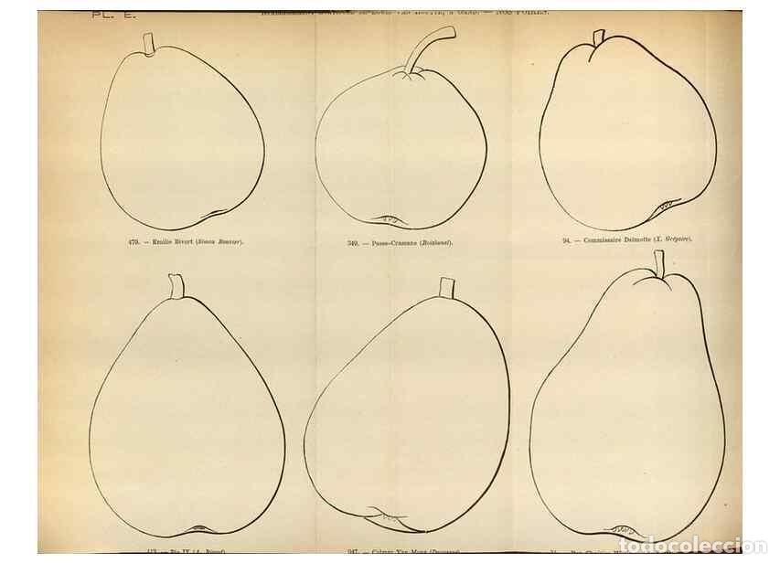 Collection Magazines and Newspapers: Reproducci&oacute;n/Reproduction 49587552198: Flore des serres et des jardins de l'Europe. A Gand :chez Lou