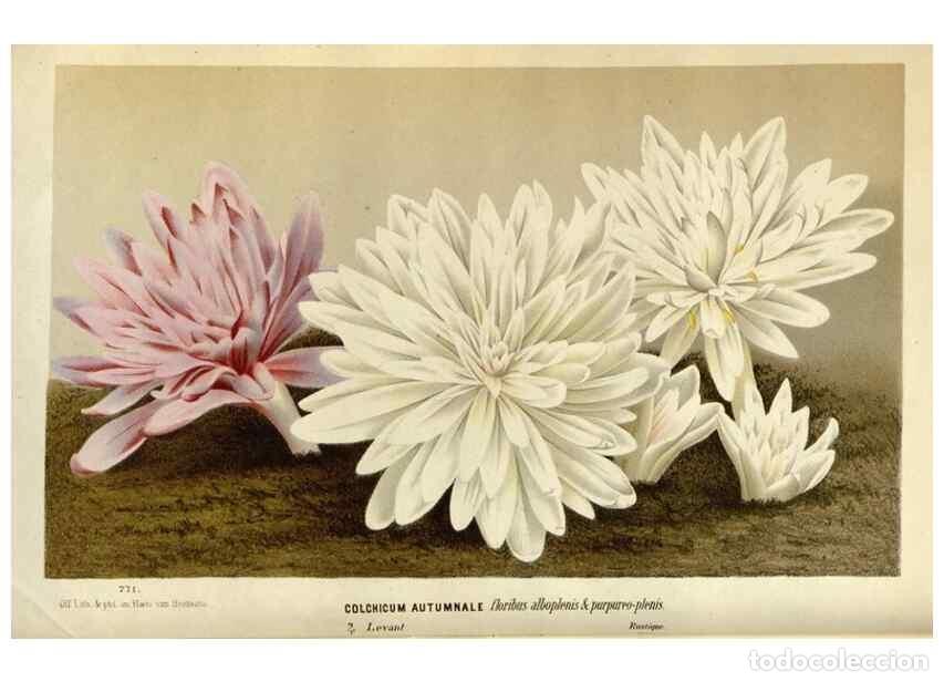 Collection Magazines and Newspapers: Reproducci&oacute;n/Reproduction 49588283322: Flore des serres et des jardins de l'Europe. A Gand :chez Lou