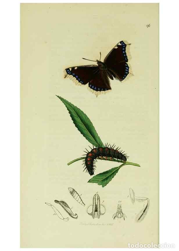 Collezionismo di Riviste e Giornali: Reproducci&oacute;n/Reproduction 49640169473: British entomology :. London,Printed for the author,1823-1840