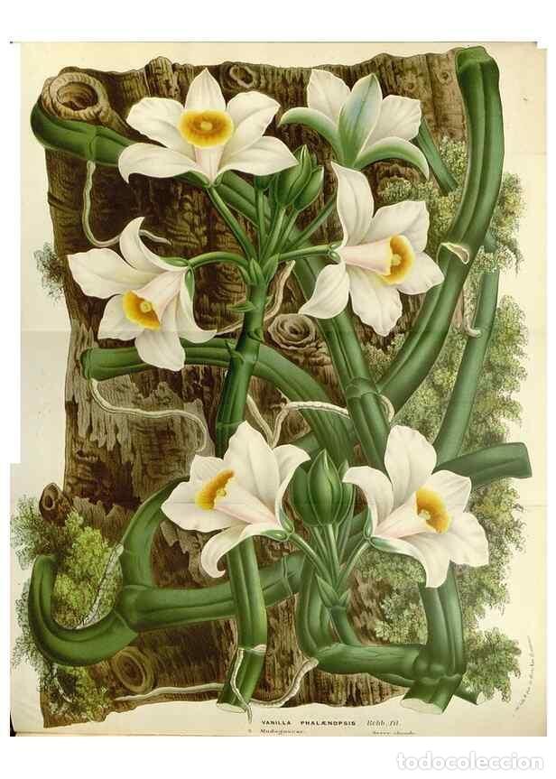 Collection Magazines and Newspapers: Reproducci&oacute;n/Reproduction 49588175967: Flore des serres et des jardins de l'Europe. A Gand :chez Lou