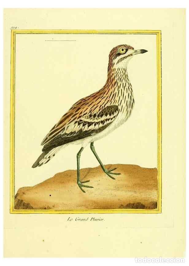 Collection Magazines and Newspapers: Reproducci&oacute;n/Reproduction 49639986303: Planches enlumin&eacute;es d'histoire naturelle. Paris? :s.n.,1765-1