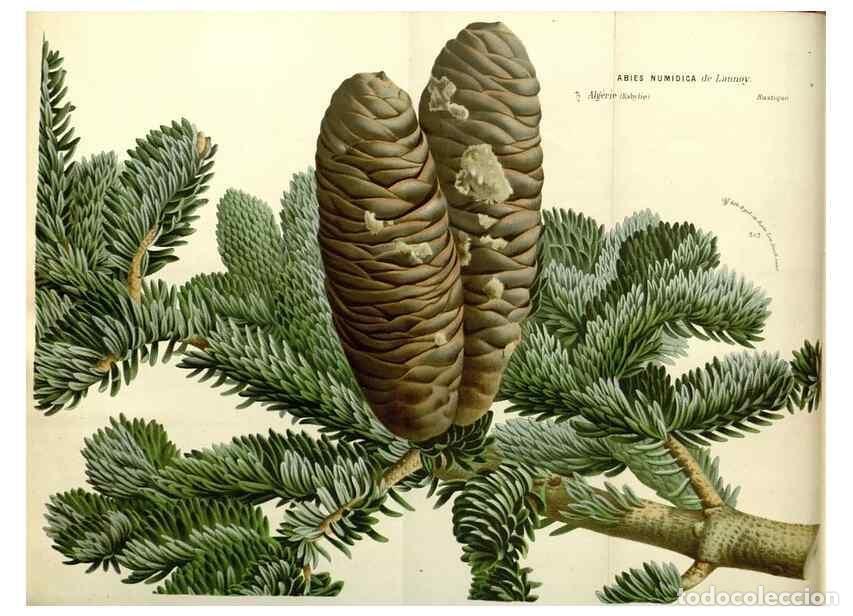 Collection Magazines and Newspapers: Reproducci&oacute;n/Reproduction 49587923061: Flore des serres et des jardins de l'Europe. A Gand :chez Lou