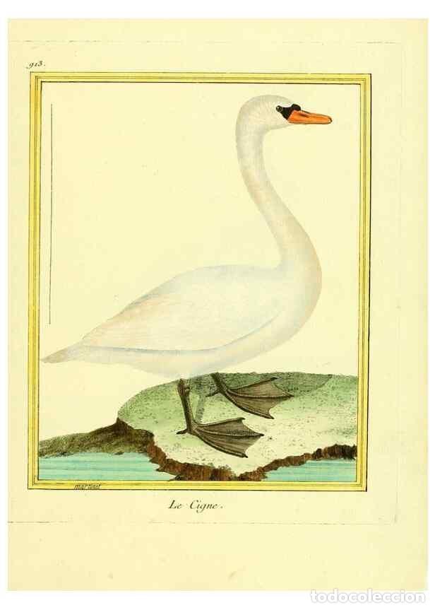 Colecionismo de Revistas e Jornais: Reproducci&oacute;n/Reproduction 49640507636: Planches enlumin&eacute;es d'histoire naturelle. Paris? :s.n.,1765-1