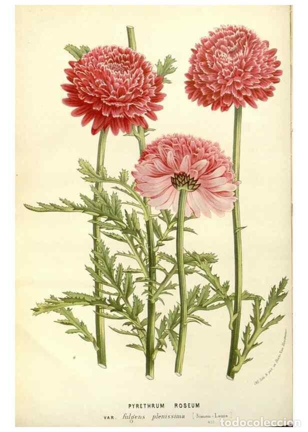 Colecionismo de Revistas e Jornais: Reproducci&oacute;n/Reproduction 49587925376: Flore des serres et des jardins de l'Europe. A Gand :chez Lou