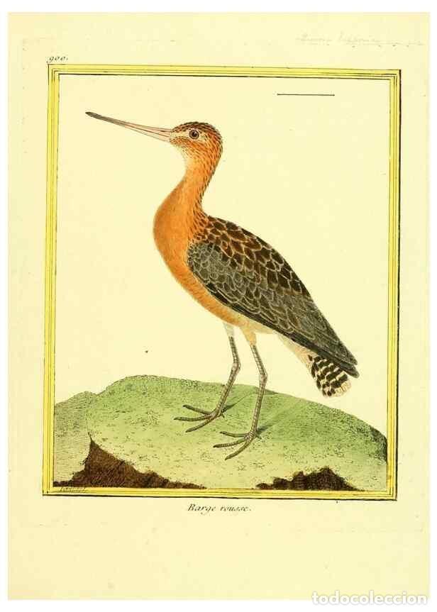 Collectionnisme de Revues et Journaux: Reproducci&oacute;n/Reproduction 49639956623: Planches enlumin&eacute;es d'histoire naturelle. Paris? :s.n.,1765-1