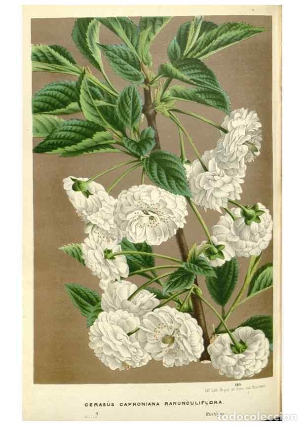 Collectionnisme de Revues et Journaux: Reproducci&oacute;n/Reproduction 49587442778: Flore des serres et des jardins de l'Europe. A Gand :chez Lou