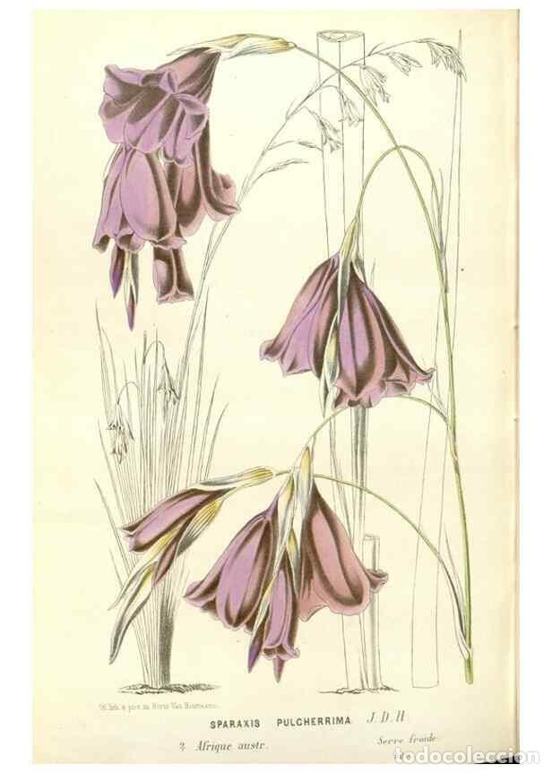 Collectionnisme de Revues et Journaux: Reproducci&oacute;n/Reproduction 49588183447: Flore des serres et des jardins de l'Europe. A Gand :chez Lou