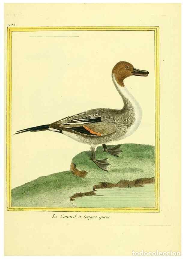 Collectionnisme de Revues et Journaux: Reproducci&oacute;n/Reproduction 49639996138: Planches enlumin&eacute;es d'histoire naturelle. Paris? :s.n.,1765-1