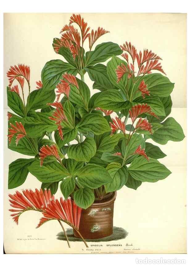 Collectionnisme de Revues et Journaux: Reproducci&oacute;n/Reproduction 49587933871: Flore des serres et des jardins de l'Europe. A Gand :chez Lou