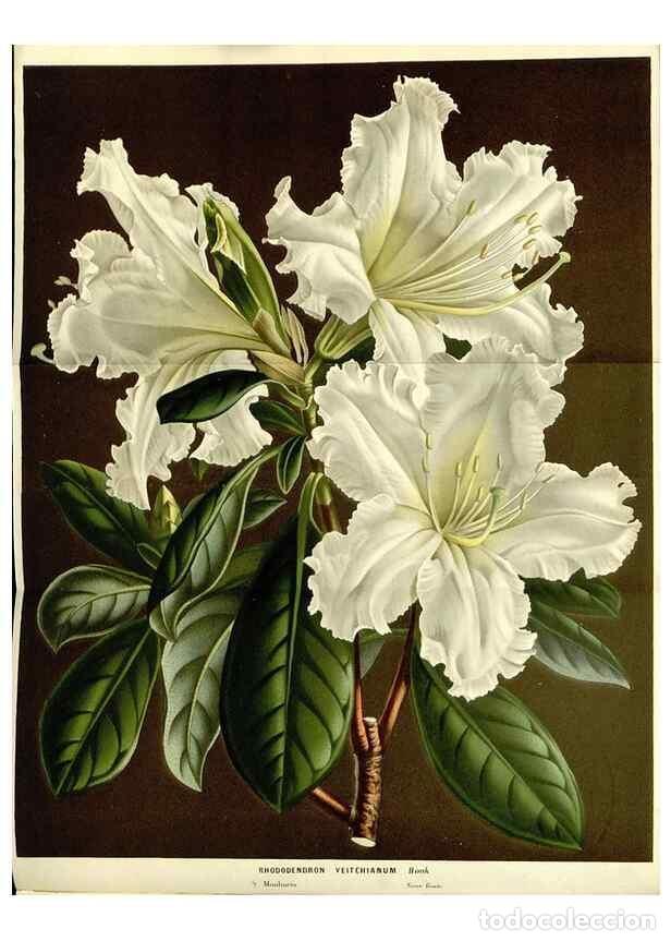 Sammeln von Zeitschriften und Zeitungen: Reproducci&oacute;n/Reproduction 49587281423: Flore des serres et des jardins de l'Europe. A Gand :chez Lou