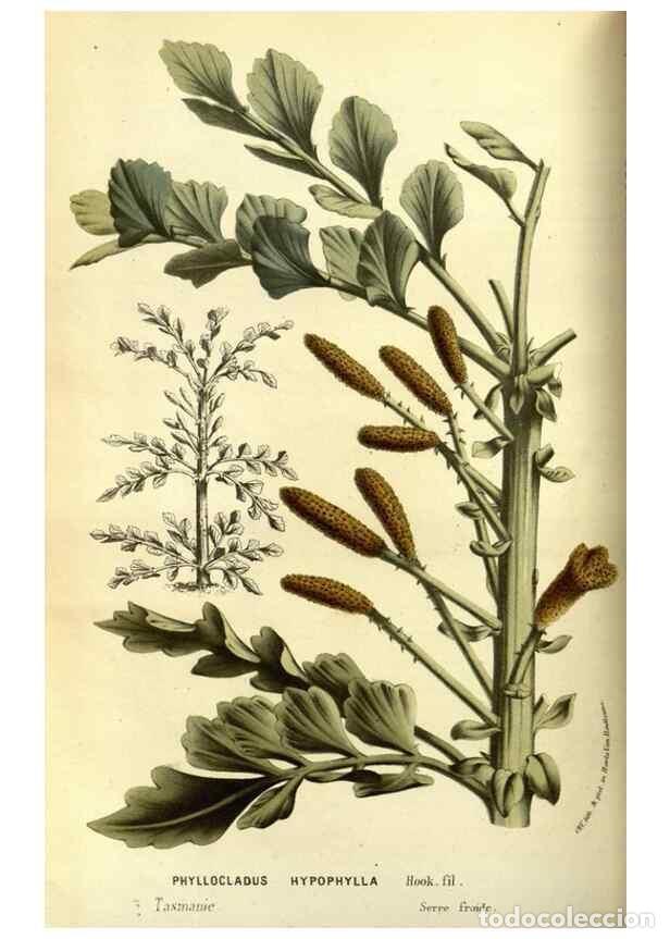 Sammeln von Zeitschriften und Zeitungen: Reproducci&oacute;n/Reproduction 49587600161: Flore des serres et des jardins de l'Europe. A Gand :chez Lou