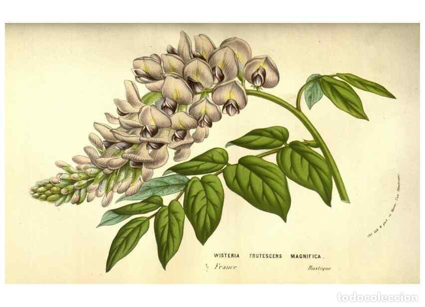 Collezionismo di Riviste e Giornali: Reproducci&oacute;n/Reproduction 49584442212: Flore des serres et des jardins de l'Europe. A Gand :chez Lou