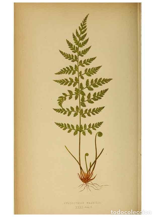 Collezionismo di Riviste e Giornali: Reproducci&oacute;n/Reproduction 49628195716: Ferns: British and exotic.... London,Groombridge and Sons,185