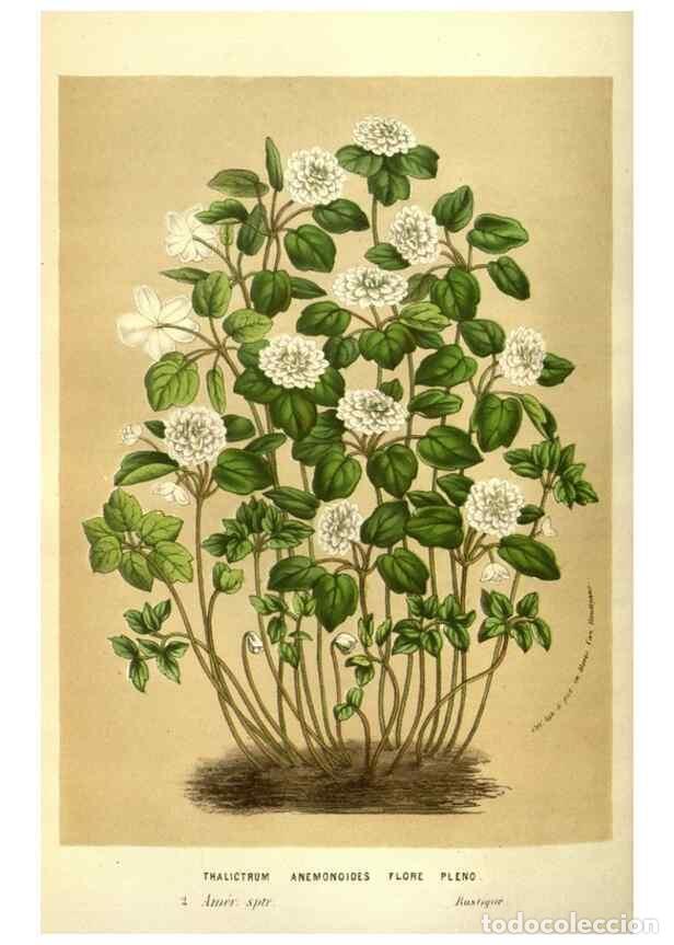 Collezionismo di Riviste e Giornali: Reproducci&oacute;n/Reproduction 49583711648: Flore des serres et des jardins de l'Europe. A Gand :chez Lou