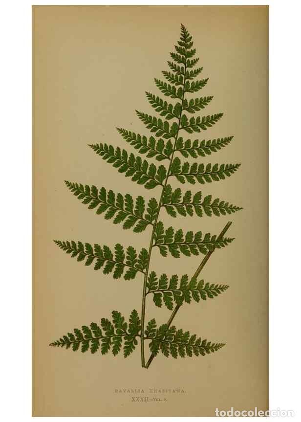 Collezionismo di Riviste e Giornali: Reproducci&oacute;n/Reproduction 49627958403: Ferns: British and exotic.... London,Groombridge and Sons,185
