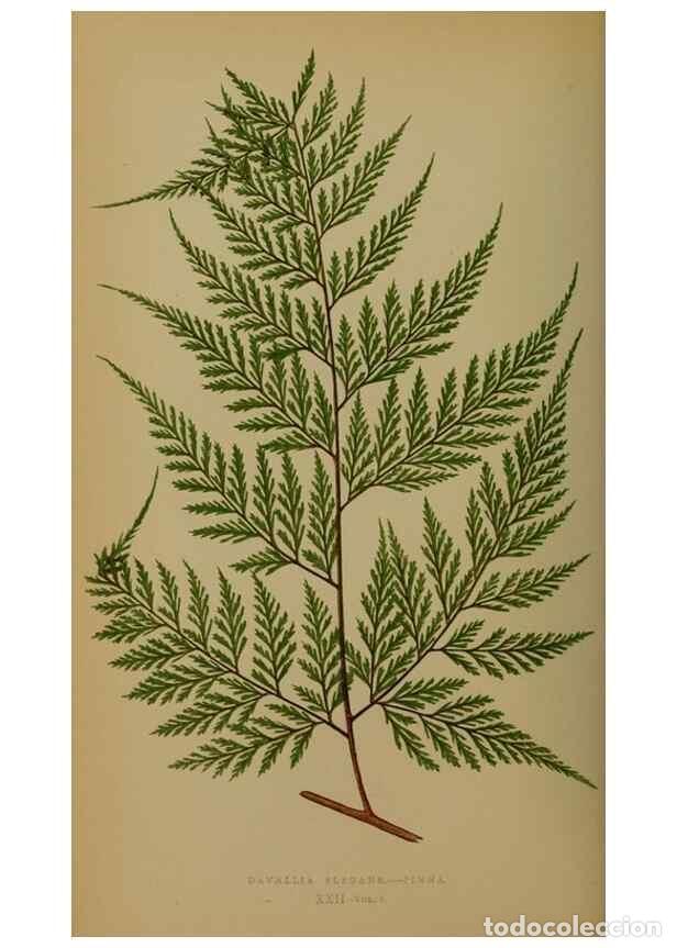 Collezionismo di Riviste e Giornali: Reproducci&oacute;n/Reproduction 49627956878: Ferns: British and exotic.... London,Groombridge and Sons,185