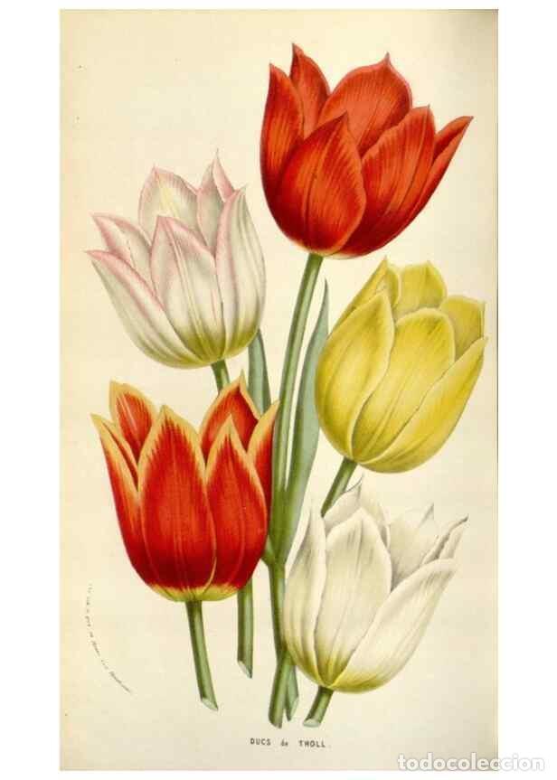 Collezionismo di Riviste e Giornali: Reproducci&oacute;n/Reproduction 49584092878: Flore des serres et des jardins de l'Europe. A Gand :chez Lou