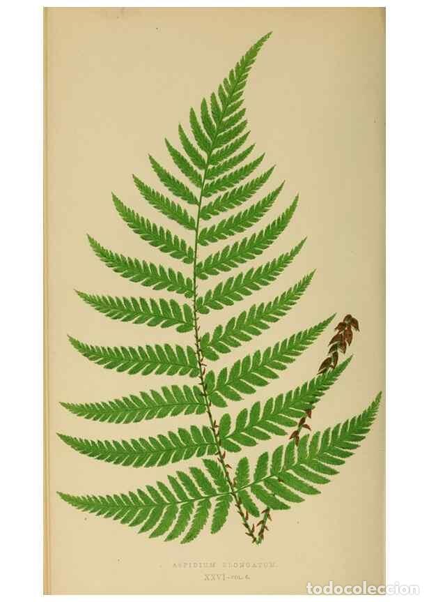 Collezionismo di Riviste e Giornali: Reproducci&oacute;n/Reproduction 49627227221: Ferns: British and exotic.... London,Groombridge and Sons,185