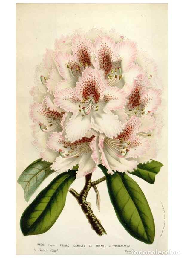 Collezionismo di Riviste e Giornali: Reproducci&oacute;n/Reproduction 49583566333: Flore des serres et des jardins de l'Europe. A Gand :chez Lou