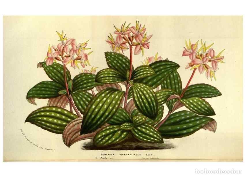 Collezionismo di Riviste e Giornali: Reproducci&oacute;n/Reproduction 49583703263: Flore des serres et des jardins de l'Europe. A Gand :chez Lou