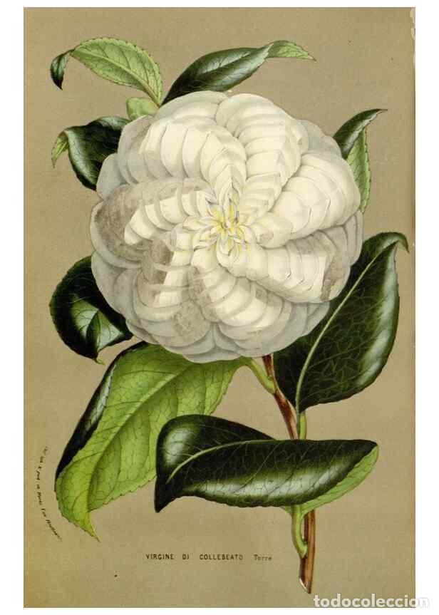 Coleccionismo de Revistas y Peri&oacute;dicos: Reproducci&oacute;n/Reproduction 49584098053: Flore des serres et des jardins de l'Europe. A Gand :chez Lou