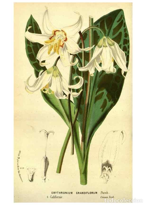 Coleccionismo de Revistas y Peri&oacute;dicos: Reproducci&oacute;n/Reproduction 49588130986: Flore des serres et des jardins de l'Europe. A Gand :chez Lou