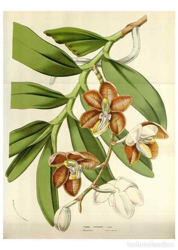 Coleccionismo de Revistas y Peri&oacute;dicos: Reproducci&oacute;n/Reproduction 49584830662: Flore des serres et des jardins de l'Europe. A Gand :chez Lou