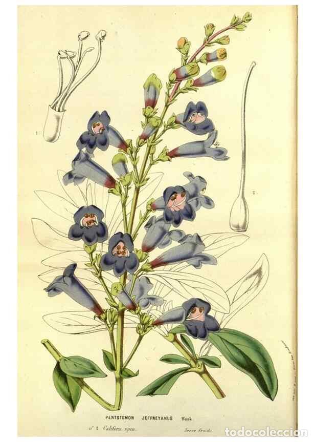 Coleccionismo de Revistas y Peri&oacute;dicos: Reproducci&oacute;n/Reproduction 49587592091: Flore des serres et des jardins de l'Europe. A Gand :chez Lou