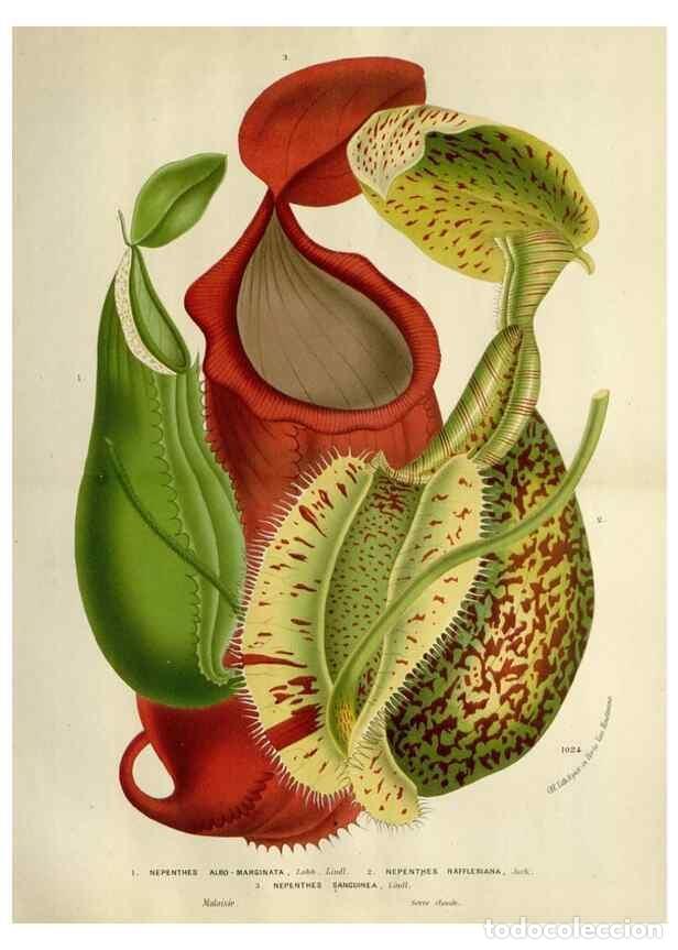 Collezionismo di Riviste e Giornali: Reproducci&oacute;n/Reproduction 49587883158: Flore des serres et des jardins de l'Europe. A Gand :chez Lou