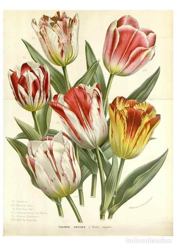 Collezionismo di Riviste e Giornali: Reproducci&oacute;n/Reproduction 49589201407: Flore des serres et des jardins de l'Europe. A Gand :chez Lou