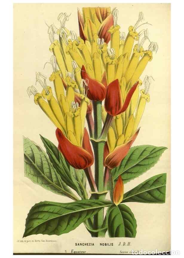 Collezionismo di Riviste e Giornali: Reproducci&oacute;n/Reproduction 49588138858: Flore des serres et des jardins de l'Europe. A Gand :chez Lou