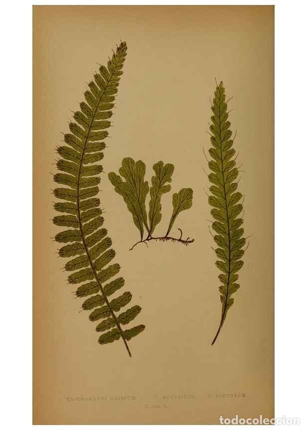 Collection Magazines and Newspapers: Reproducci&oacute;n/Reproduction 49628474191: Ferns: British and exotic.... London,Groombridge and Sons,185