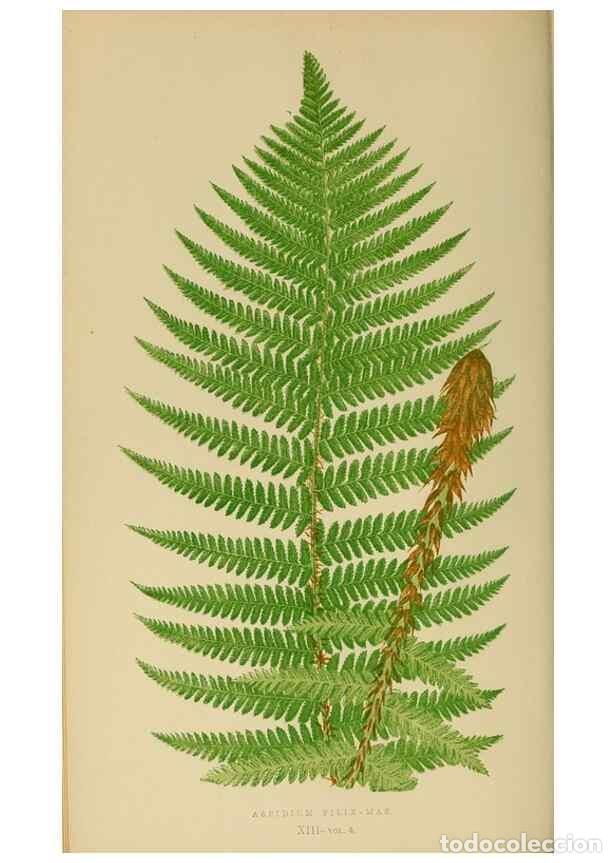 Collection Magazines and Newspapers: Reproducci&oacute;n/Reproduction 49627496607: Ferns: British and exotic.... London,Groombridge and Sons,185