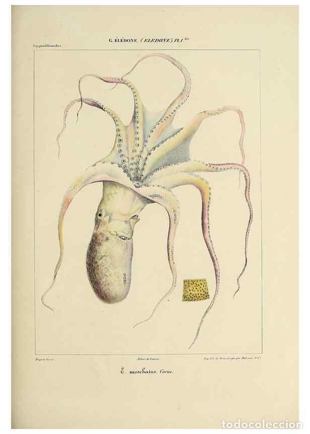 Collection Magazines and Newspapers: Reproducci&oacute;n/Reproduction 49434913461: Histoire naturelle, g&eacute;n&eacute;rale et particuli&egrave;re des c&eacute;phalopodes