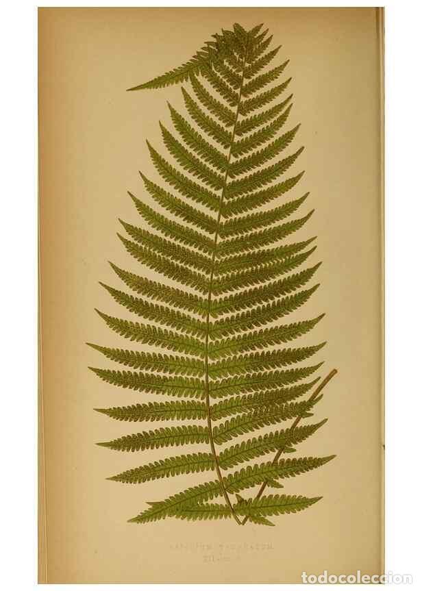 Collection Magazines and Newspapers: Reproducci&oacute;n/Reproduction 49628192116: Ferns: British and exotic.... London,Groombridge and Sons,185