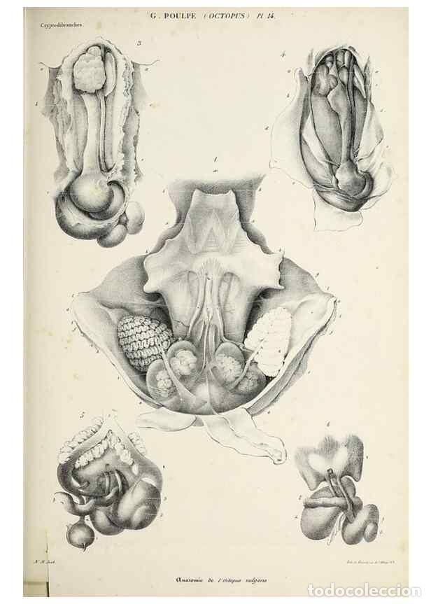 Collection Magazines and Newspapers: Reproducci&oacute;n/Reproduction 49434908276: Histoire naturelle, g&eacute;n&eacute;rale et particuli&egrave;re des c&eacute;phalopodes
