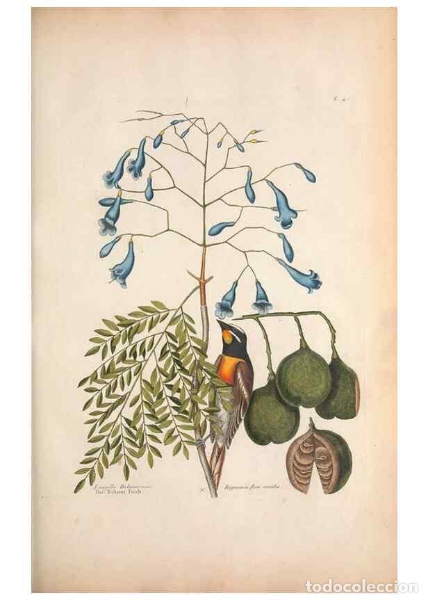 Collection Magazines and Newspapers: Reproducci&oacute;n/Reproduction 49456394273: The natural history of Carolina, Florida, and the Bahama Isla