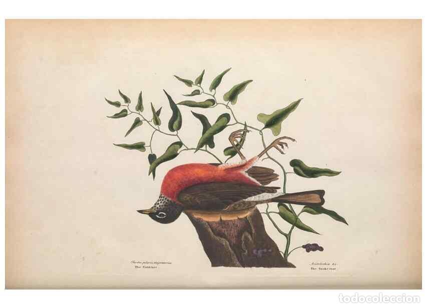 Collection Magazines and Newspapers: Reproducci&oacute;n/Reproduction 49456388988: The natural history of Carolina, Florida, and the Bahama Isla