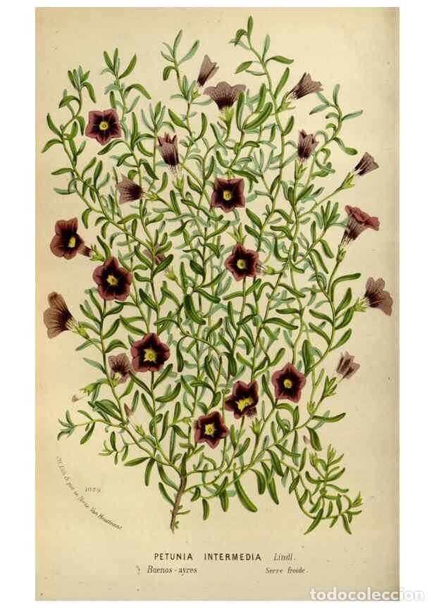 Collection Magazines and Newspapers: Reproducci&oacute;n/Reproduction 49587768298: Flore des serres et des jardins de l'Europe. A Gand :chez Lou