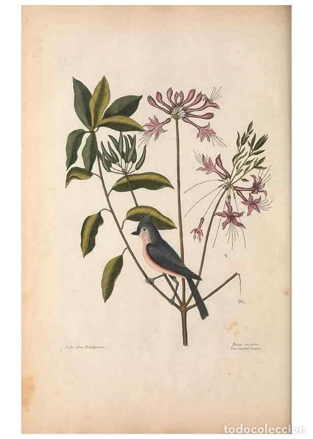 Collection Magazines and Newspapers: Reproducci&oacute;n/Reproduction 49457104812: The natural history of Carolina, Florida, and the Bahama Isla