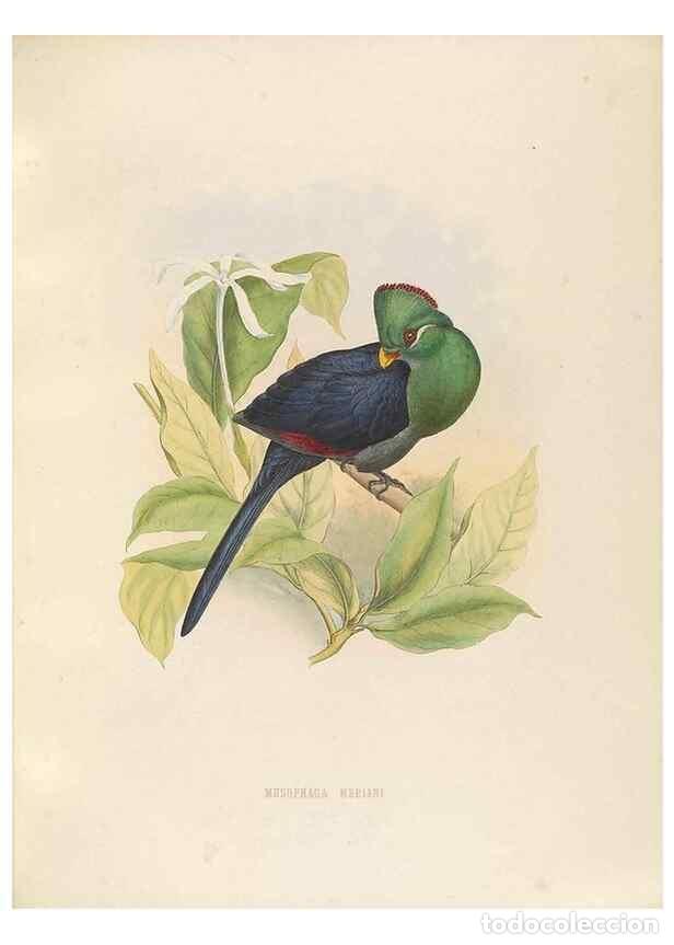 Sammeln von Zeitschriften und Zeitungen: Reproducci&oacute;n/Reproduction 49435693411: De toerako's, afgebeeld en beschreven door H. Schlegel onder