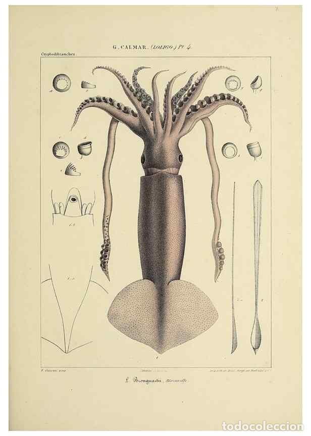 Colecionismo de Revistas e Jornais: Reproducci&oacute;n/Reproduction 49434936931: Histoire naturelle, g&eacute;n&eacute;rale et particuli&egrave;re des c&eacute;phalopodes