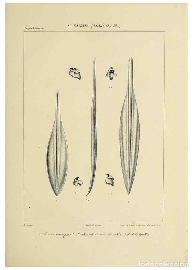 Colecionismo de Revistas e Jornais: Reproducci&oacute;n/Reproduction 49434464373: Histoire naturelle, g&eacute;n&eacute;rale et particuli&egrave;re des c&eacute;phalopodes