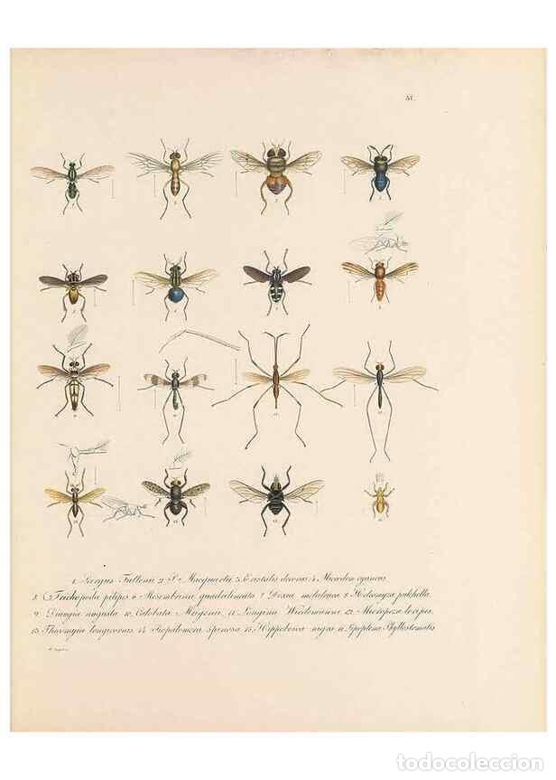 Colecionismo de Revistas e Jornais: Reproducci&oacute;n/Reproduction 49431533997: Delectus animalium articulatorum :. Monachii :Impensis Editor